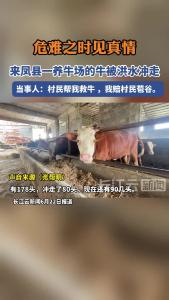 危难之时见真情！邻居开船救起90余头牛