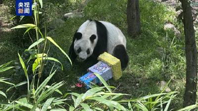 海外现存最长寿大熊猫“欣欣”在墨西哥城迎来35岁生日