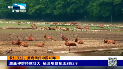 长江关注：麋鹿回归中国40年书写生态奇迹