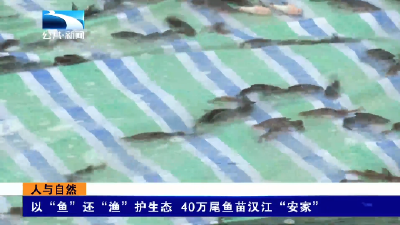 人与自然｜以“鱼”还“渔”护生态 40万尾鱼苗汉江“安家”
