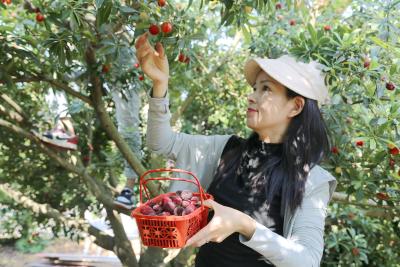 黄石阳新：仙岛湖畔育珍果 满园香甜醉民心