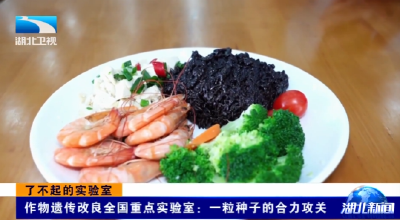 了不起的实验室 | 作物遗传改良全国重点实验室：一粒种子的合力攻关