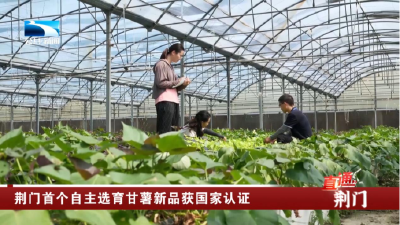 荆门：首个自主选育甘薯新品获国家认证