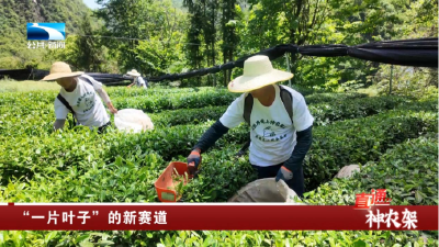 神农架：“一片叶子”的新赛道