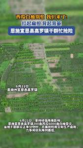 西瓜白柚别怕，我们来了！扛起扁担、背起背篓，恩施宣恩县高罗镇干群忙抢险