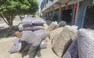 百万“邮农贷”解燃眉急 邮储银行助力随县菇农撑开“致富伞”