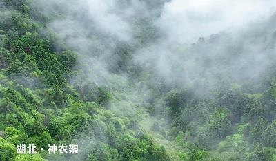 神农架：云雾锁青山 风光无限好
