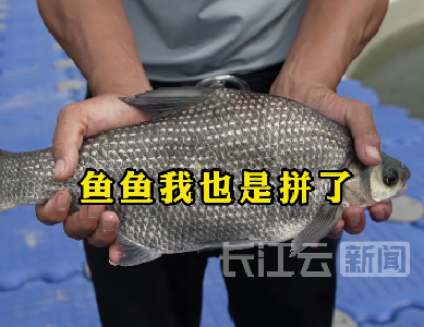 武昌鱼也有“健身房”？鱼儿可减脂增肌 身价翻三番