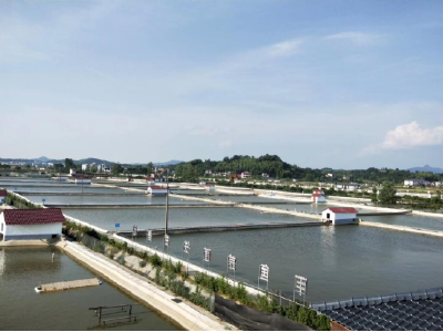 全国广电媒体江西调研行 | 全国一半以上的甲鱼都来自这个县