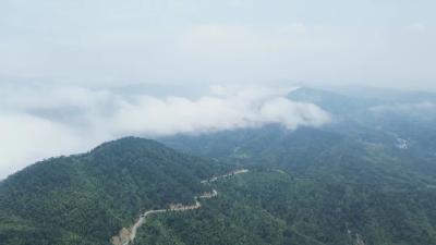 【林下掘“金” 生态富民⑫】】崇阳县桂花泉镇：林下中药材撬动的绿色共富革命