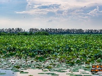 图集丨荆州崇湖湿地荷花盛放