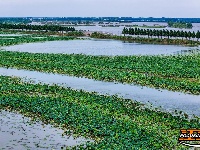 图集丨荆州崇湖湿地荷花盛放