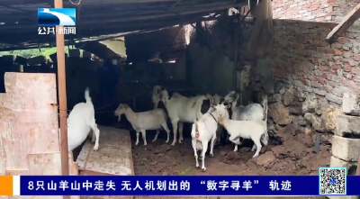 8只山羊山中走失 无人机划出的“数字寻羊”轨迹