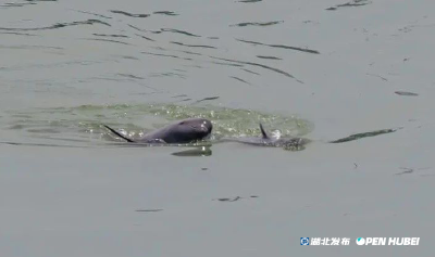 长江宜昌段2025年第一头江豚宝宝出生！孕妈照、豚宝照首发