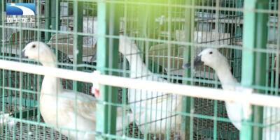 农科专家培育肉鸭新品种 为武汉乡村振兴注入“芯”动力