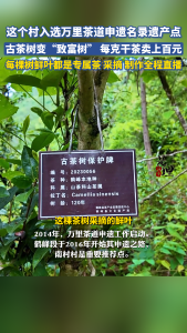 这个村入选万里茶道申遗名录遗产点，古茶树变“致富树”