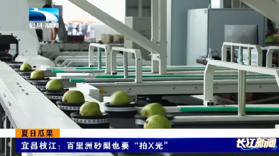 夏日瓜果香｜宜昌枝江：百里洲砂梨也要“拍X光”