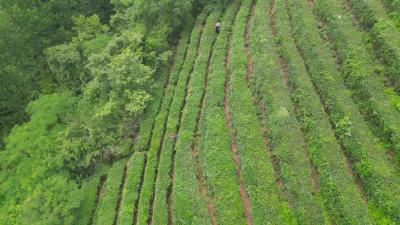 襄阳南漳：“苦”茶叶做成“金”产业 1200户茶农增收