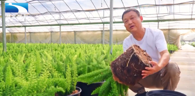 荆门钟祥：三次跨界 物流老板变身“花卉大王”