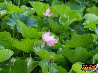 图集丨荆州崇湖湿地荷花盛放