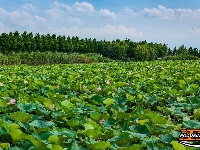图集丨荆州崇湖湿地荷花盛放