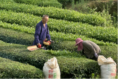 青春践使命，硒茶振兴路
