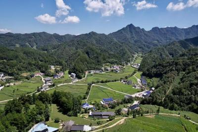 党建“红链”串起鹤峰茶乡“绿金梦”