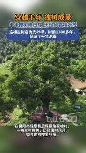 千年榉树映日辉 历经风霜枝叶茂