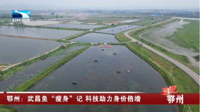 鄂州：武昌鱼“瘦身”记 科技助力身价倍增