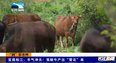 “荆”彩市州 | 宜昌枝江：牛气冲天！夷陵牛产出“雪花”来