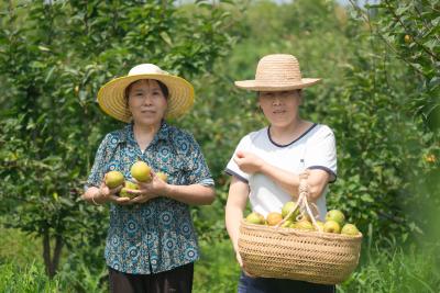 黄石阳新：盛夏采摘正当时 漆坊村30亩翠冠梨甜蜜上市