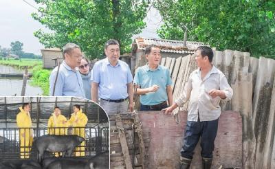 鄂州“双栖”养猪记——26层“云端方舟”与林下“黑珍珠”共舞