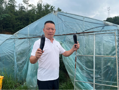 黄冈：“四季菜网”织就共富路 浠水这个蔬菜合作社点“荒”成“金”