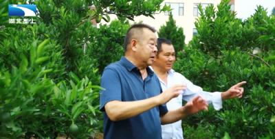 恩施巴东：能人返乡种柑橘 带动两千村民致富