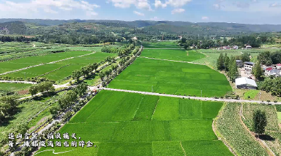 湖北丹江口：风吹稻浪 满屏青翠