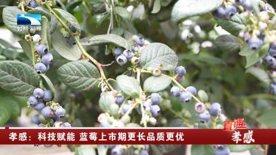 孝感：科技赋能 蓝莓上市期更长品质更优