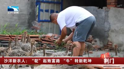 沙洋新农人：“鸵”起致富路 “牛”转新乾坤