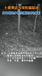 十堰赛武当现豹猫踪迹 红外相机多机位捕捉灵动身影