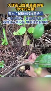 大理苍山野生菌遭游客掠夺式采摘，官方回应
