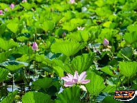 图集丨荆州崇湖湿地荷花盛放