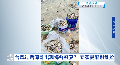 台风过后海滩出现海鲜盛宴？ 专家提醒别乱捡