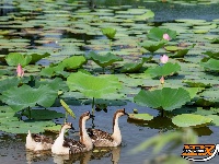 图集丨荆州崇湖湿地荷花盛放