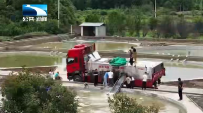 襄阳保康：“一条鱼”游出“一个产业链”