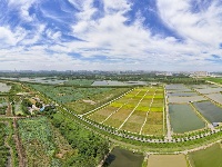 图集丨碧水蜿蜒，绿意绵延！荆州白水滩湿地绘就城市生态画卷