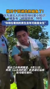 撒贝宁回湖北抓鳝鱼了！