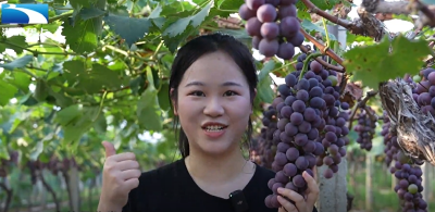 黄冈英山：水果飘香迎丰收 夏日美味集中上线