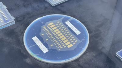 从8000到16000，武汉高新企业翻番的“雨林密码”