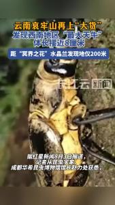 云南哀牢山发现西南地区“最大天牛”