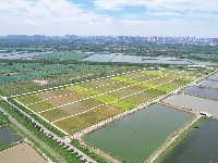 图集丨碧水蜿蜒，绿意绵延！荆州白水滩湿地绘就城市生态画卷