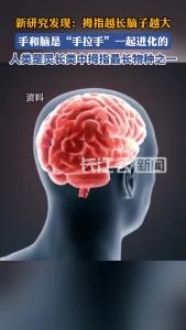 手脑同步进化？新研究发现：拇指越长，脑子越大
